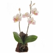 Декоративная композиция "Орхидея", цвет: бело-розовый, 17,5 см х 9 см Артикул: 5014 инфо 8482o.